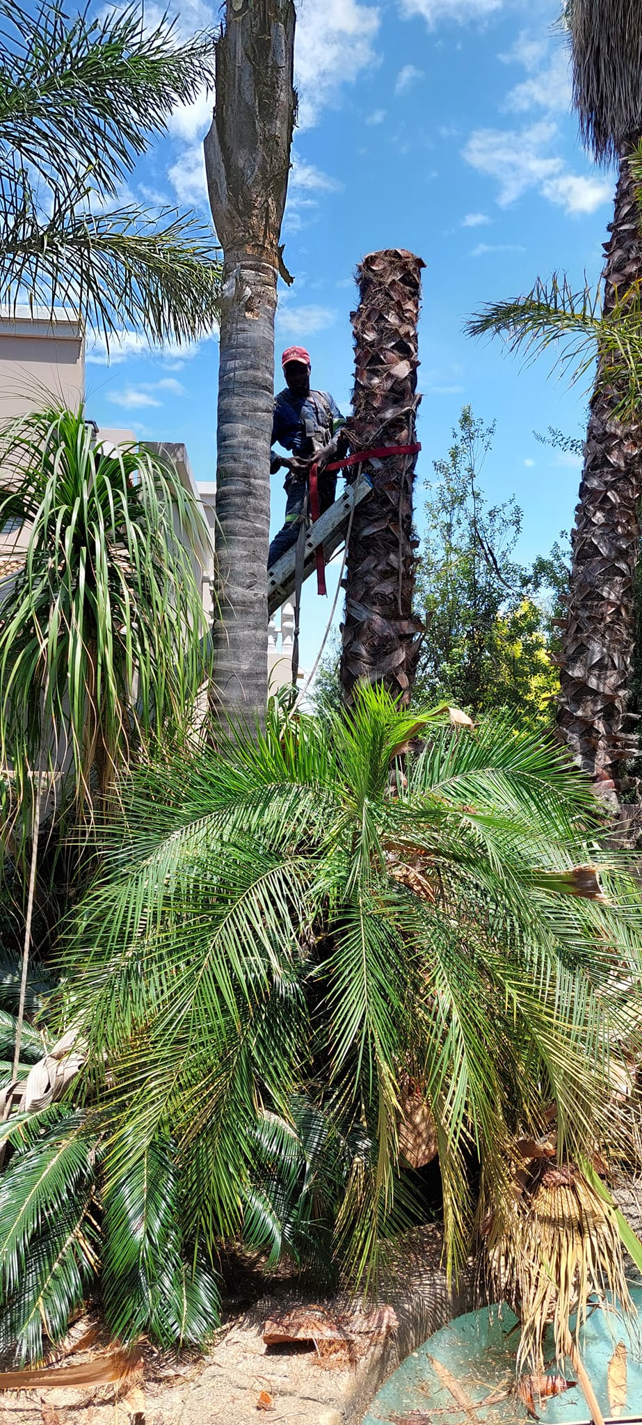 Tree Service Cape Town: Safe & Efficient Removal